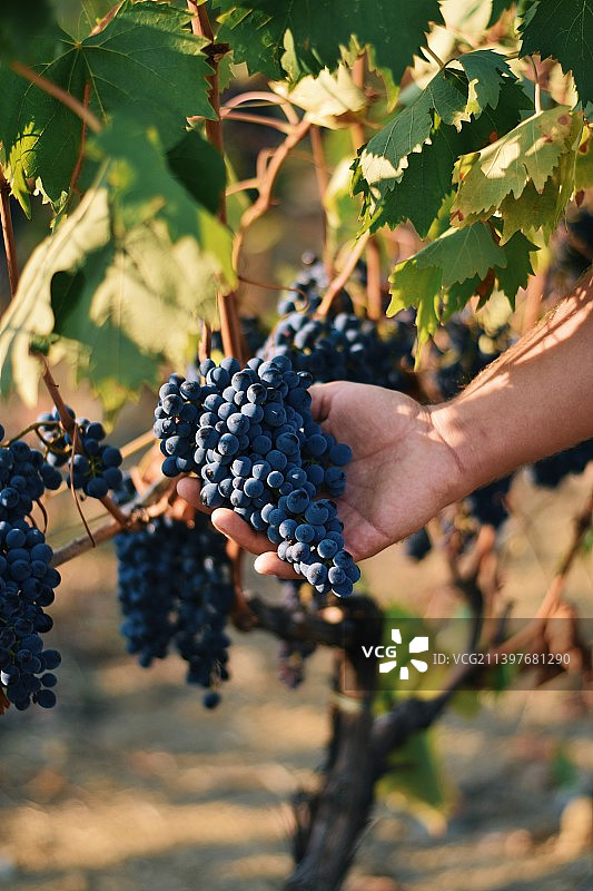 采摘葡萄的男人（局部）图片素材