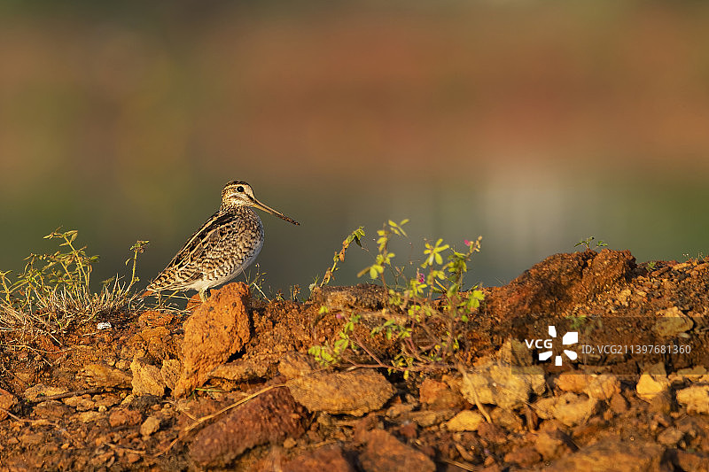 马杜赖的丘鹬栖息在岩石上（印度泰米尔纳德邦）图片素材