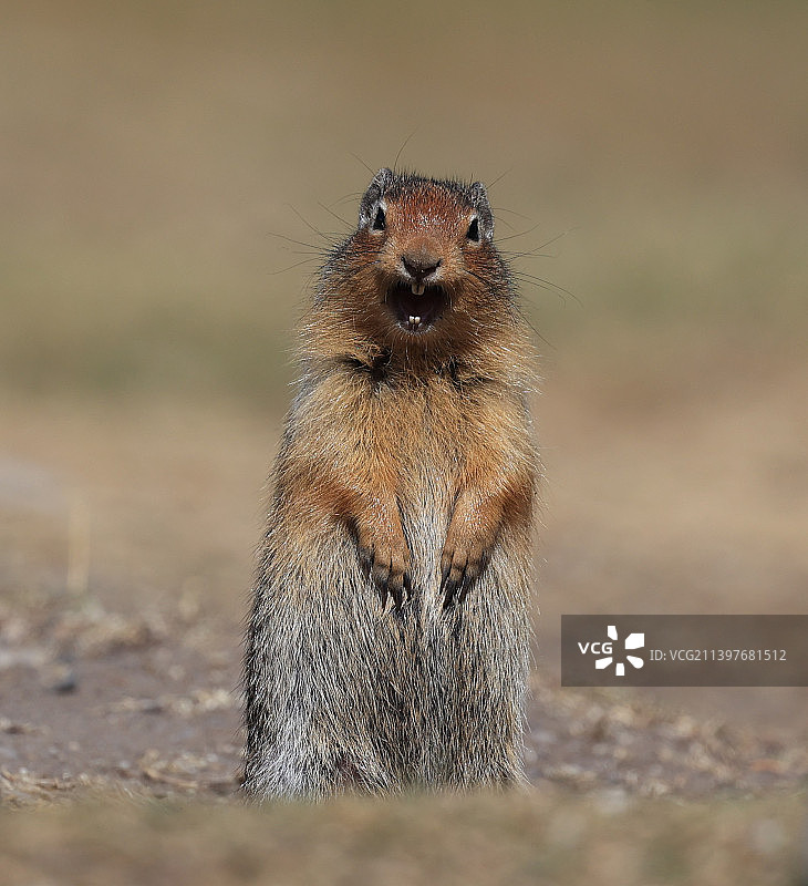 哥伦比亚地松鼠在田野上的特写图片素材