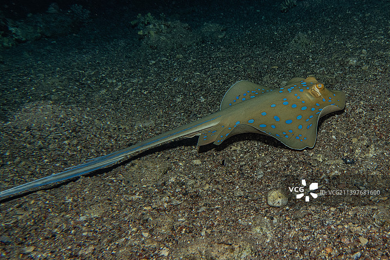 蓝点魟，在红海海底，以色列埃拉特图片素材