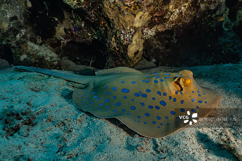 蓝点魟，在红海海底，以色列埃拉特图片素材