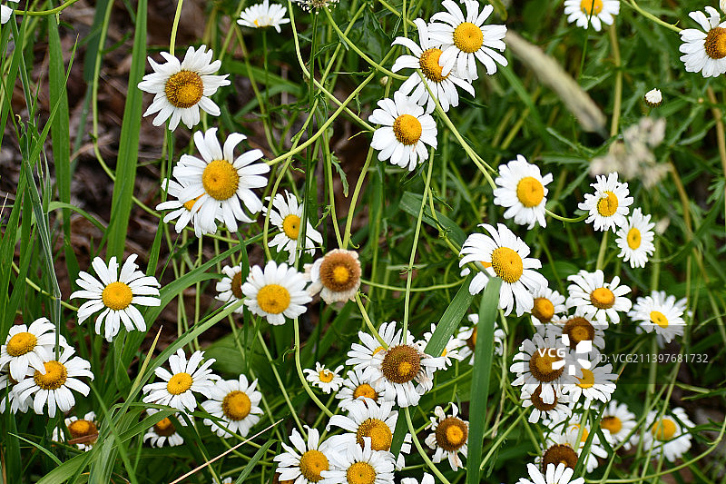 田野中的白色雏菊特写图片素材