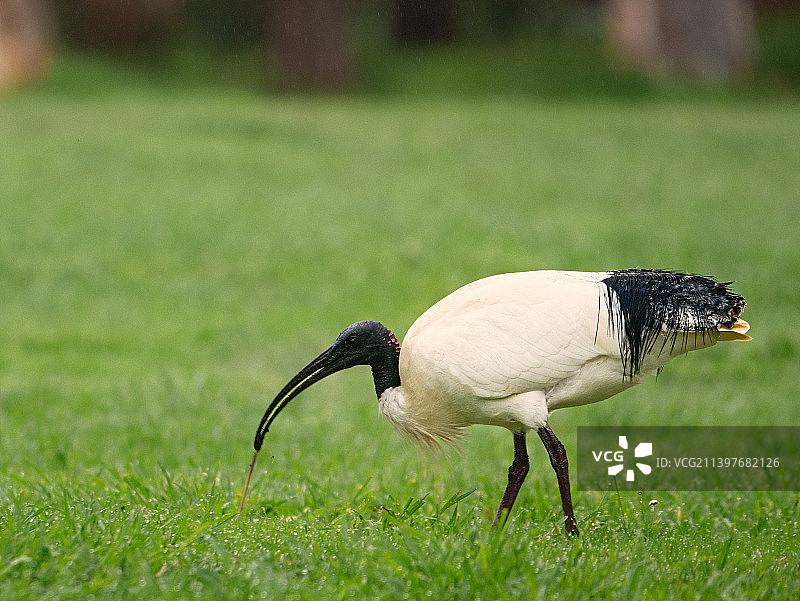 鹮鸟栖息在澳大利亚珀斯草地特写图片素材