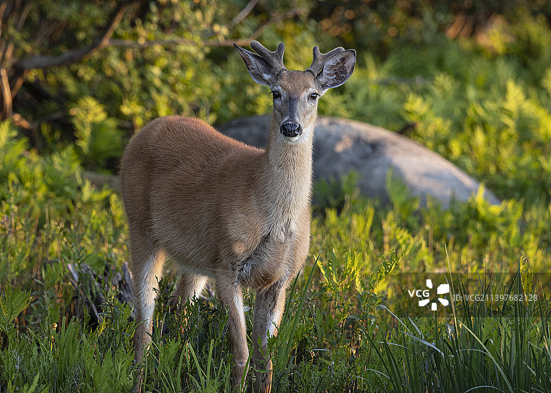 站在加拿大田野上的白人肖像图片素材