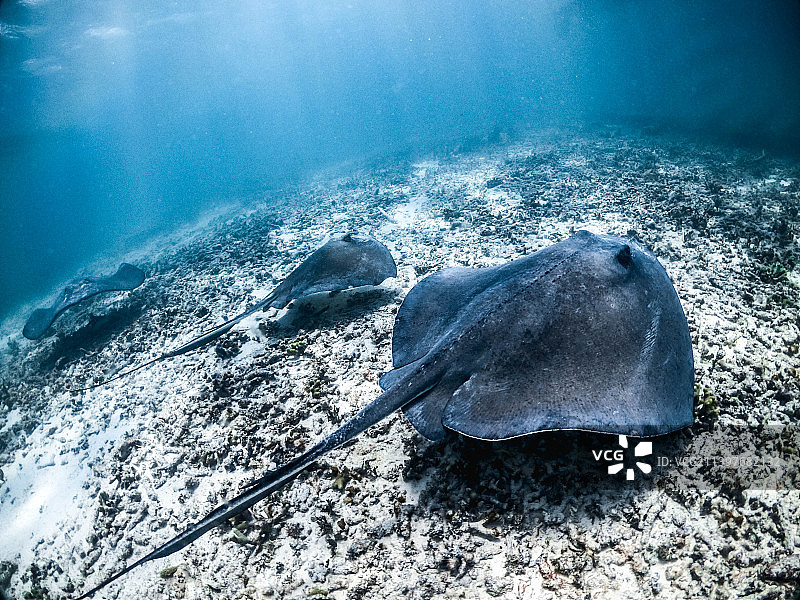海中游泳的黄貂鱼俯视图图片素材