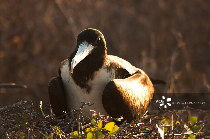 厄瓜多尔巴尔特拉岛，31岁雌性军舰鸟筑巢图片素材