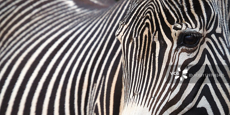 西班牙平原斑马特写图片素材