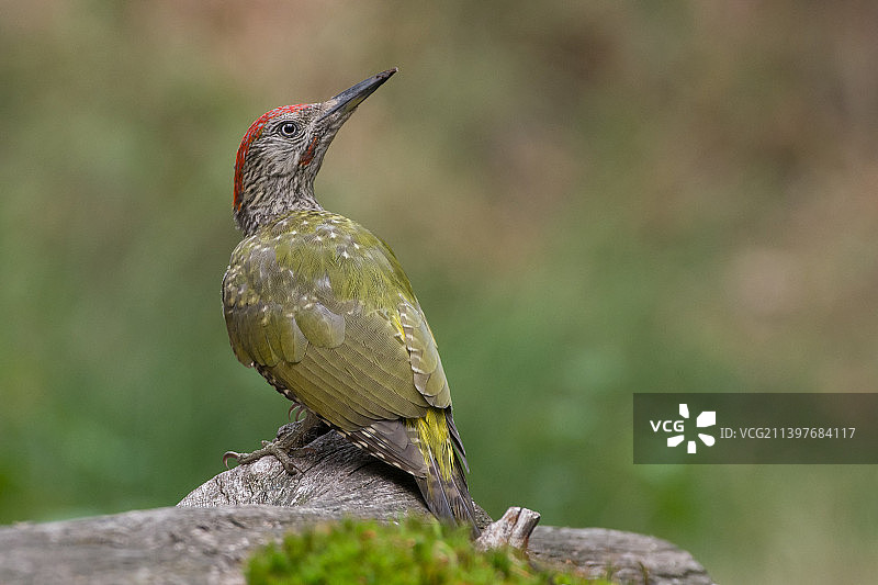 啄木鸟栖息在岩石上的特写，荷兰图片素材