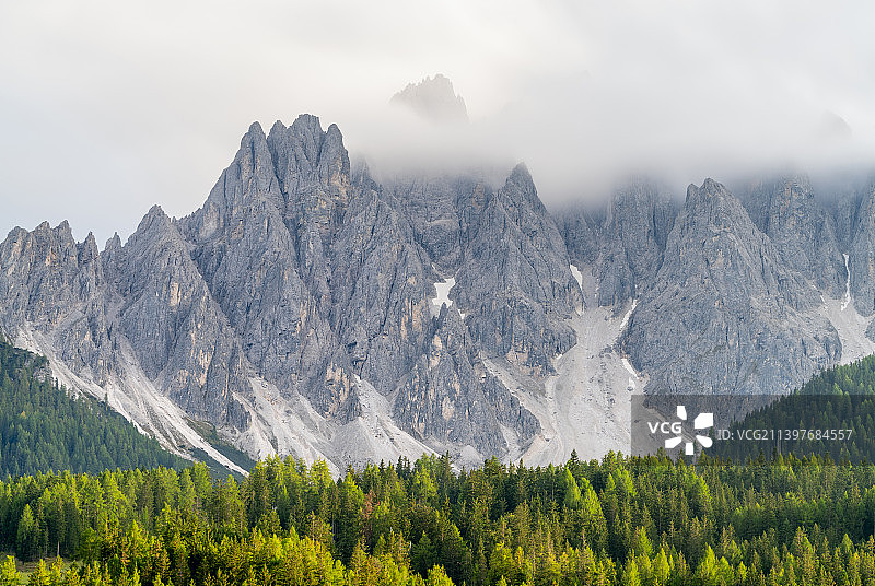 松树林全景图片素材