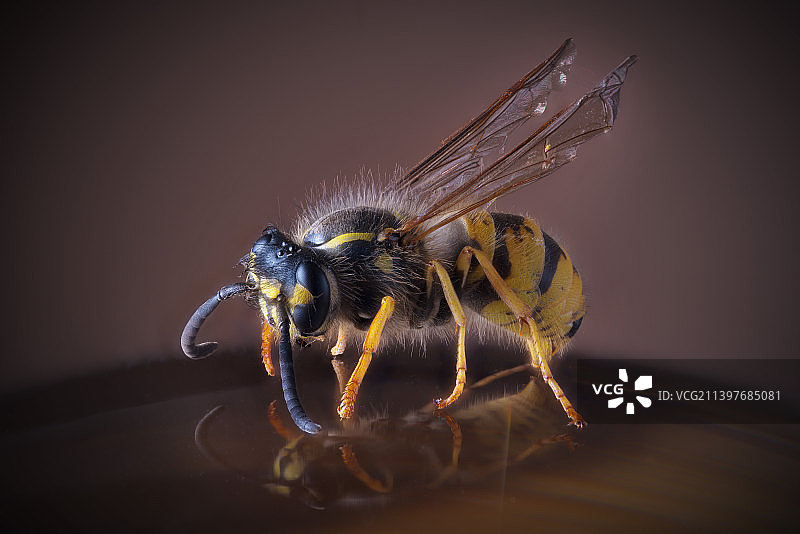 桌子上的蜜蜂特写图片素材