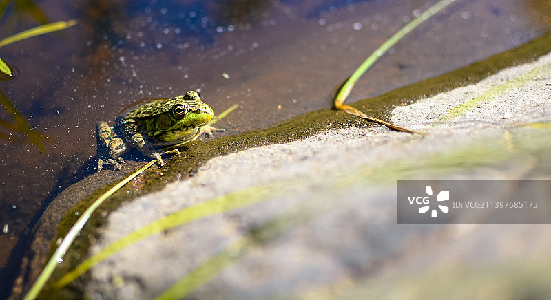 加拿大福克斯湖旅馆树叶上的常见青蛙特写图片素材