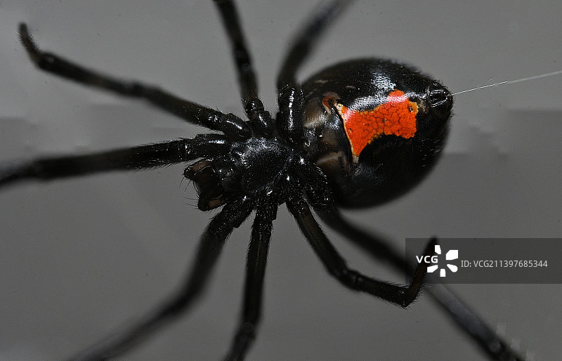 特写的蜘蛛图片素材