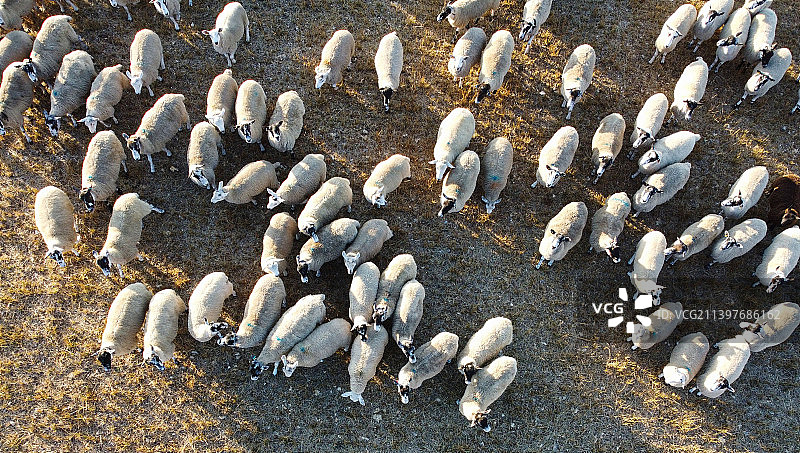 英国贝德福德郡邓斯特布尔的绵羊和羔羊农场图片素材
