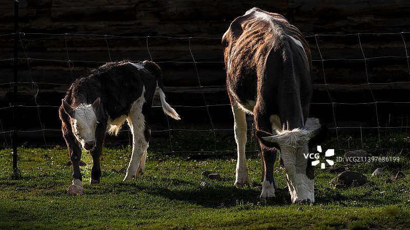 牛母子图片素材