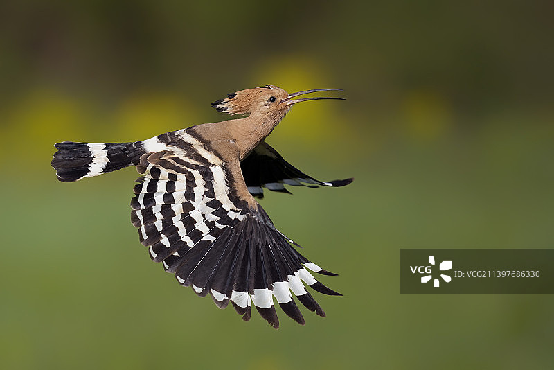 户外飞翔的戴胜鸟特写，意大利佩鲁贾图片素材