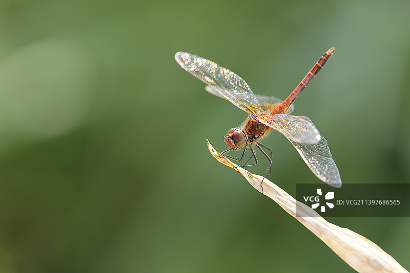 蜻蜓在植物上的特写，俄罗斯图片素材