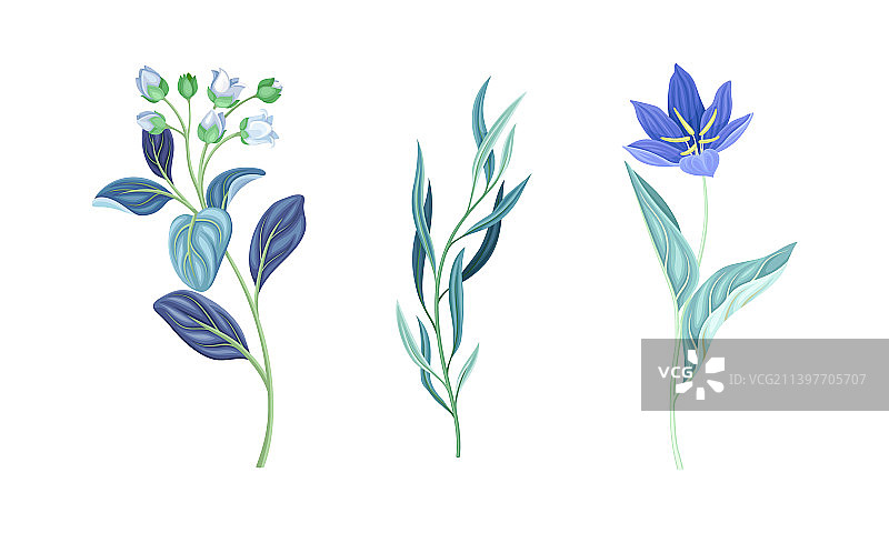 野生春夏草本花卉套装图片素材