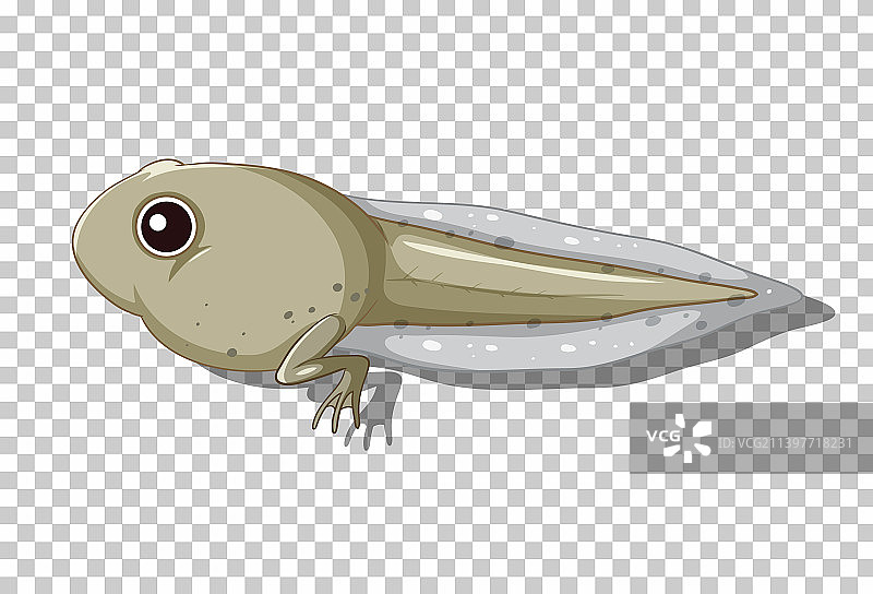 扁平卡通风格的蝌蚪图片素材