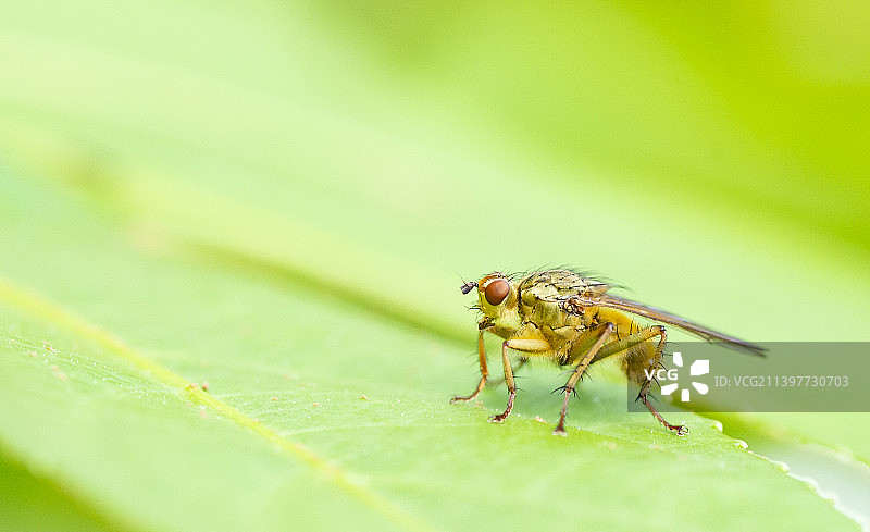 叶上昆虫特写镜头图片素材