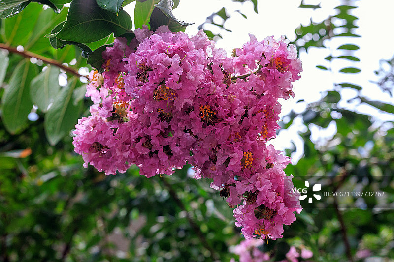 雨后清晨的紫薇图片素材