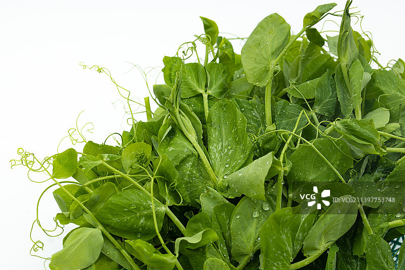 新鲜嫩绿的荷兰豆苗图片素材