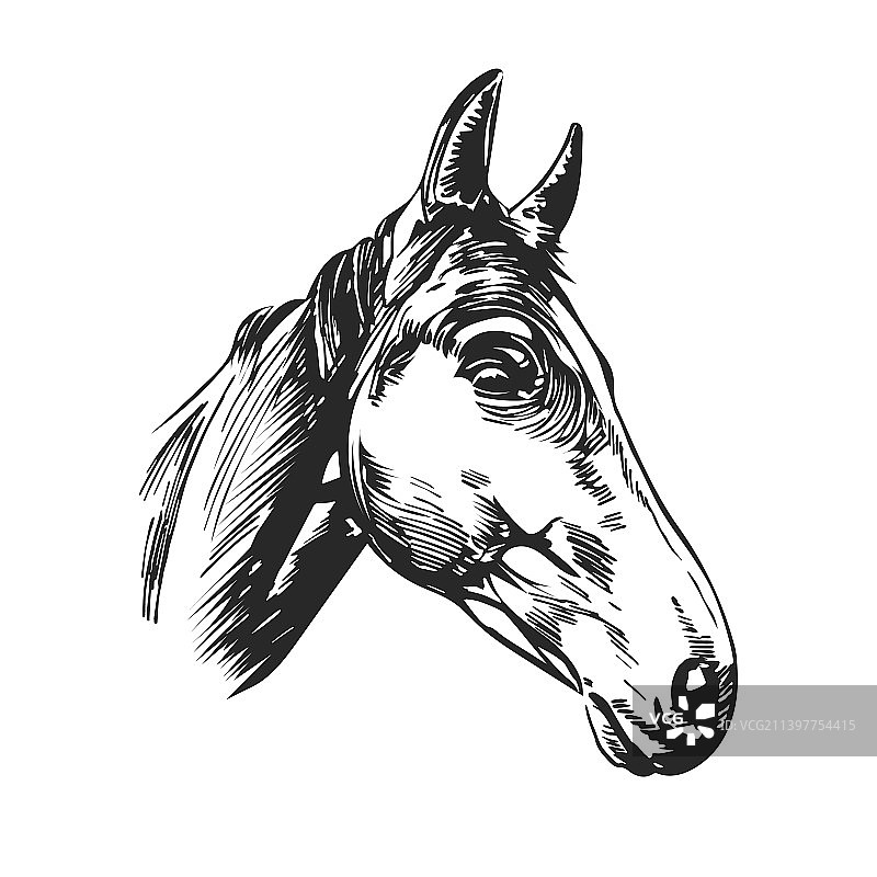 手绘马头艺术设计草图图片素材