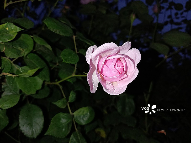 百花集图片素材