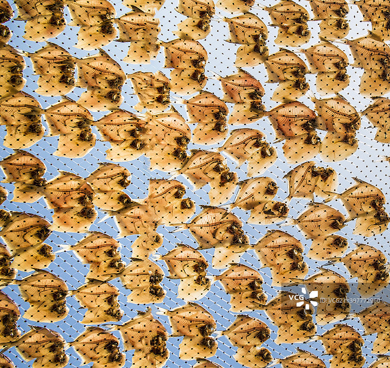 湛江，鱼干飘香图片素材