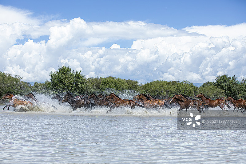 蓝天白云下的万马奔腾图片素材