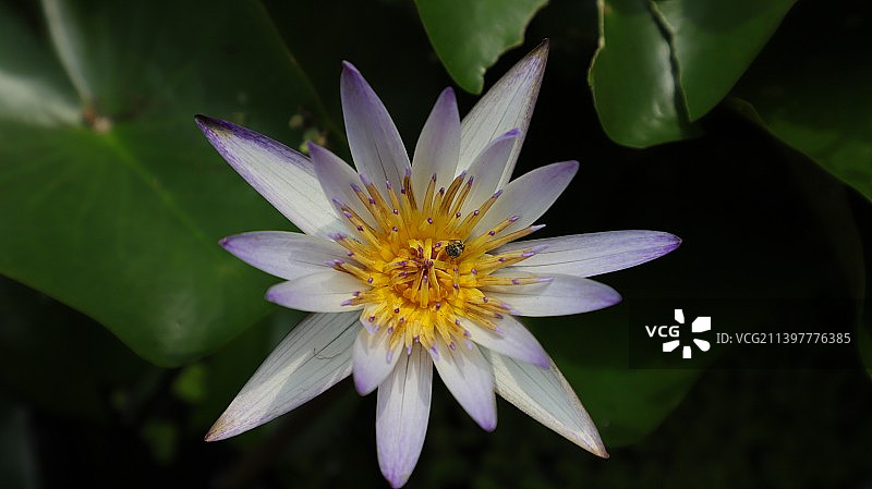 秋日小睡莲图片素材