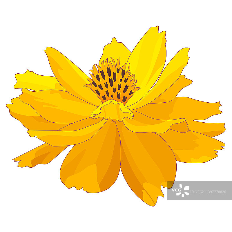 卡通万寿菊花图片素材