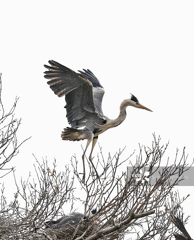 苍鹭育雏忙图片素材