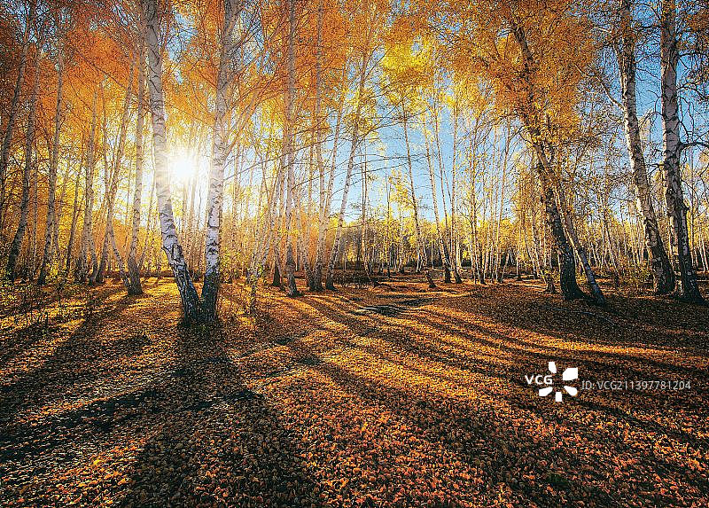 新疆哈巴河秋色图片素材