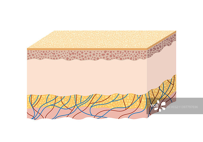 人体皮肤结构的解剖科学图片素材