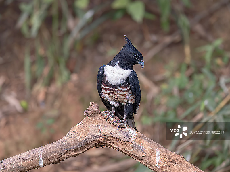 黑冠鹃隼图片素材
