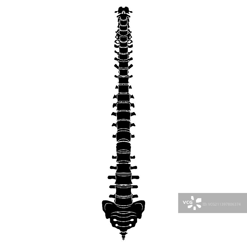 人体脊柱骨骼轮廓图片素材