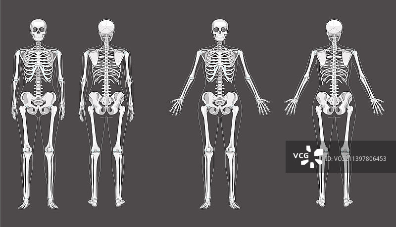 女性骨骼人体骨骼概念图片素材