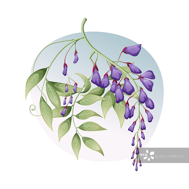 白色背景上的紫藤与叶子图片素材