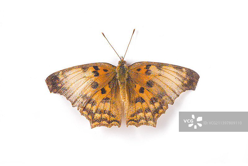白色背景上的一只棕色蝴蝶图片素材
