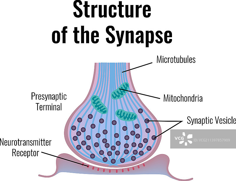 突触结构神经学组成图片素材