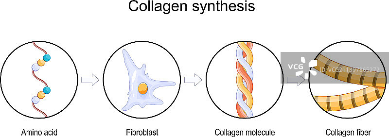 胶原蛋白合成图片素材