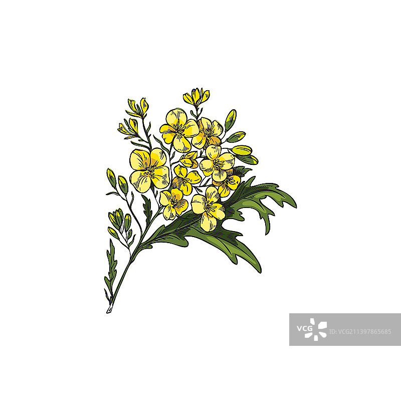 盛开的芥菜或油菜花素描图片素材