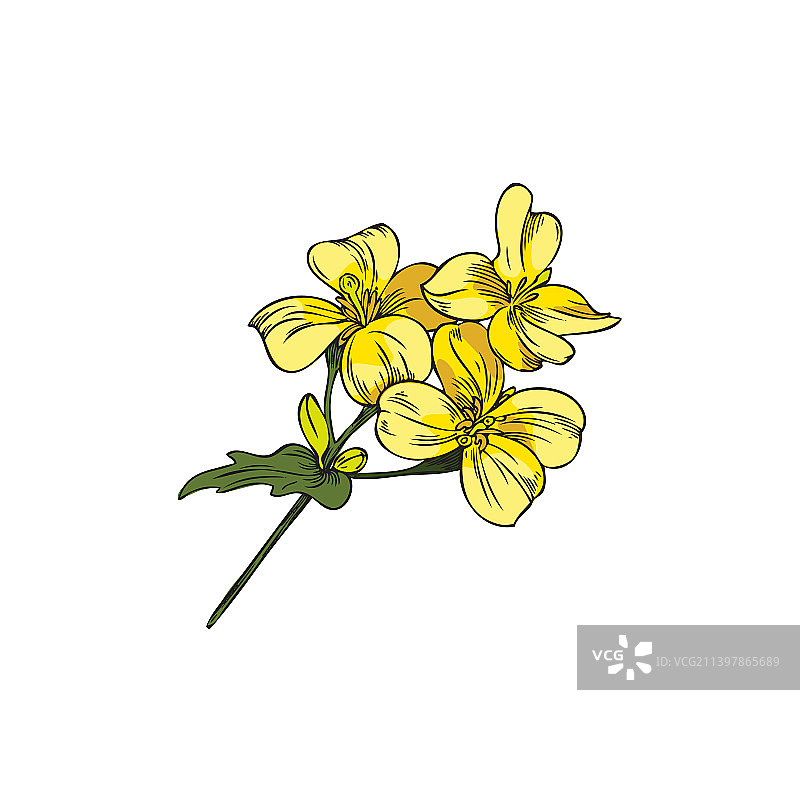 手绘盛开的油菜花图片素材