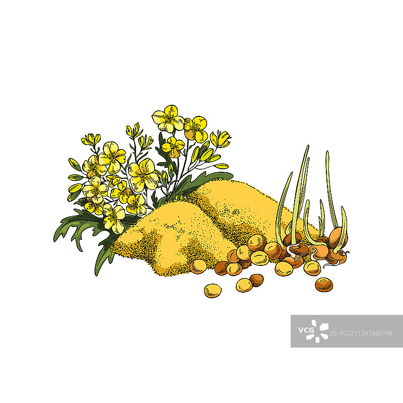 芥末植物枝条与粉末堆图片素材