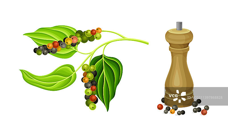 带胡椒粒和木制品的辣椒植物枝条图片素材