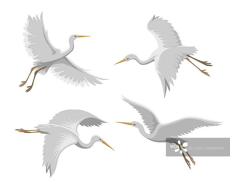 飞翔的苍鹭图片素材