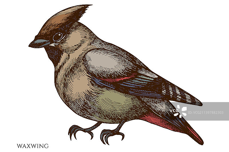 手绘神秘森林图片素材