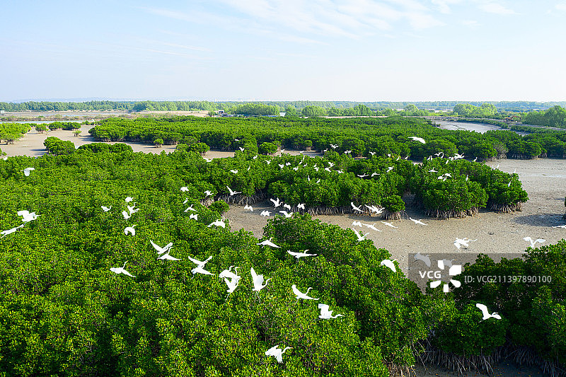 湛江，红树林，快乐家园图片素材
