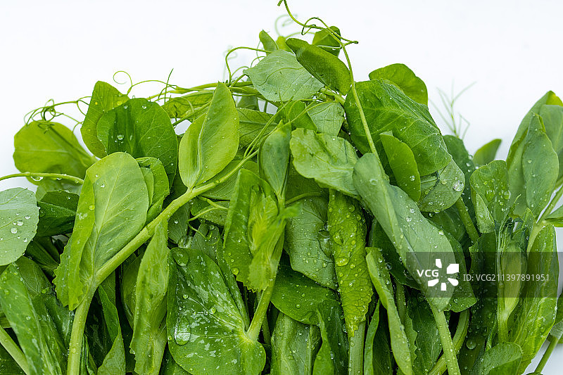 新鲜嫩绿的荷兰豆苗图片素材