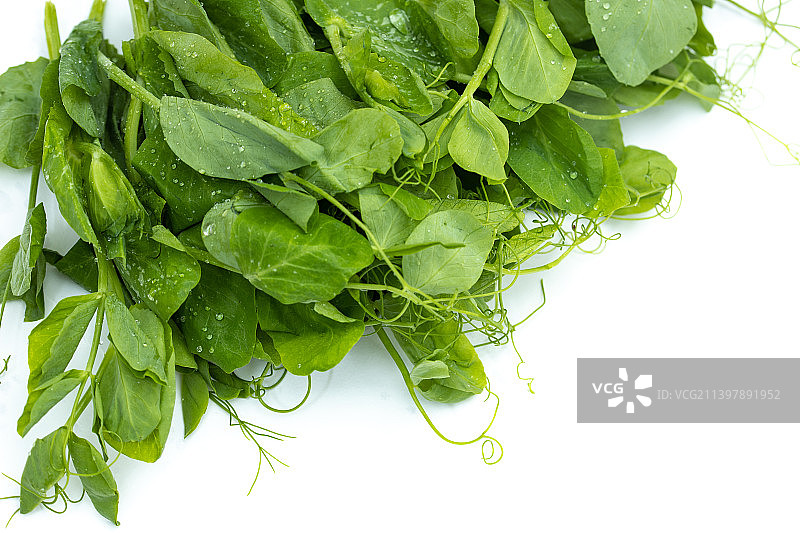 新鲜嫩绿的荷兰豆苗图片素材